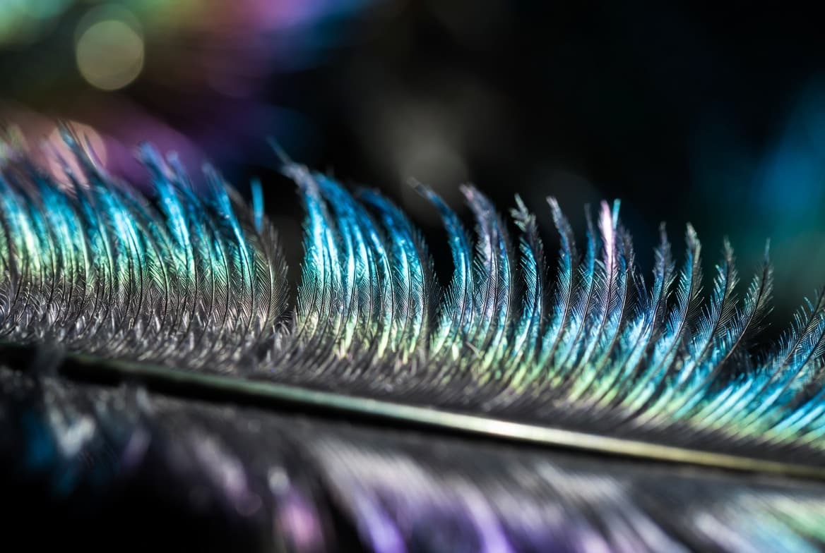 Feather Guess